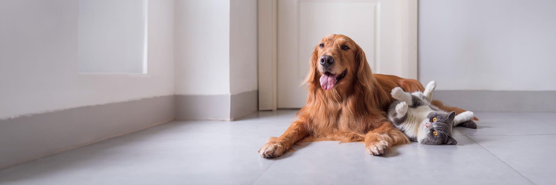 Pet Care from Bright Horizons Work+Family Solutions