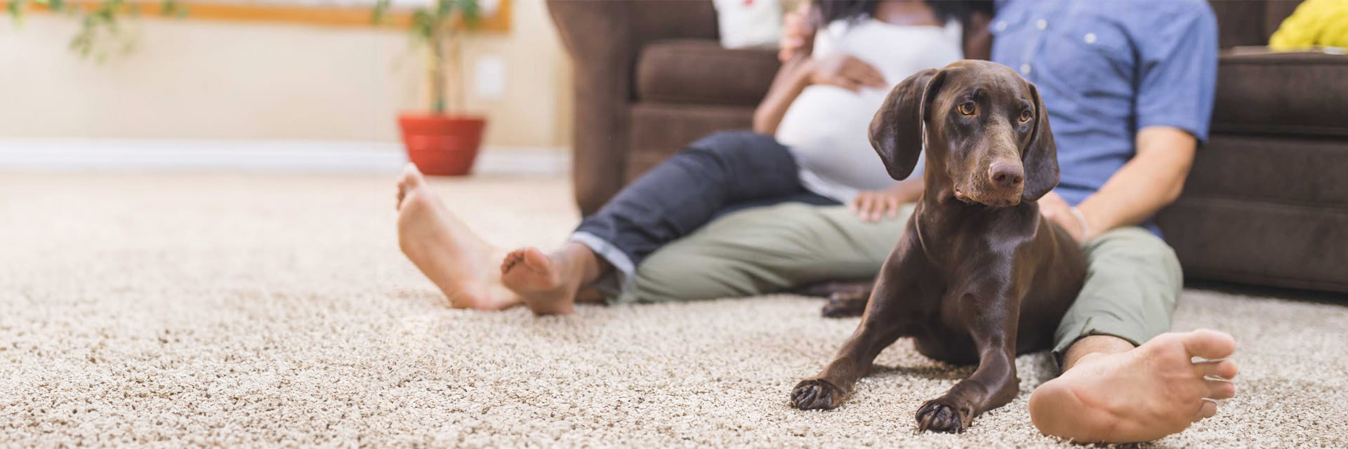 Bright Horizons Work+Family Solutions - Pet Care